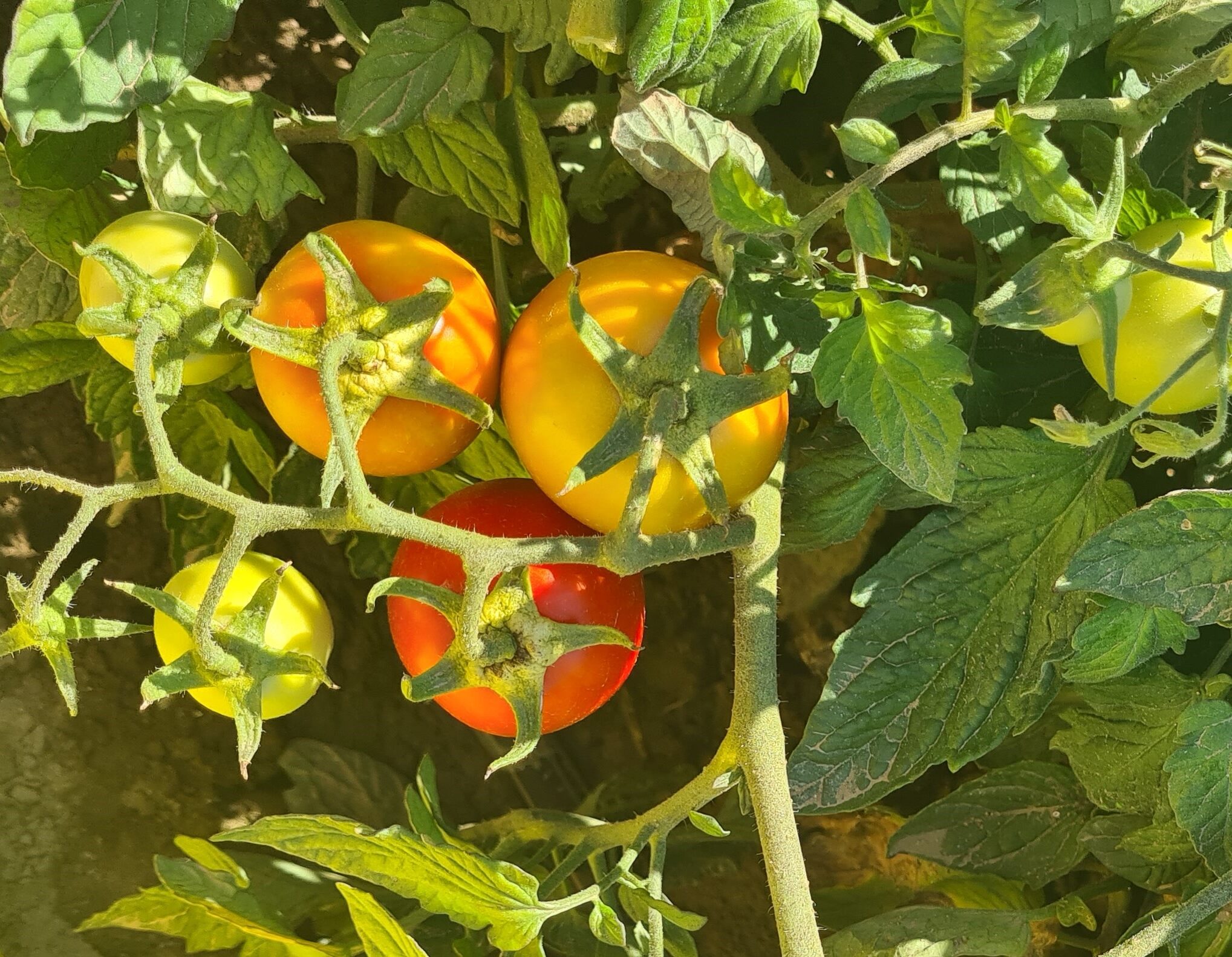 Tomate